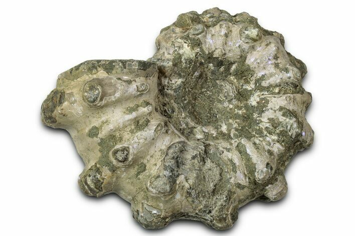 Bumpy Ammonite (Douvilleiceras) Fossil - Madagascar #343850